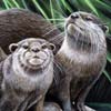 Otters by Nicole Ruuska